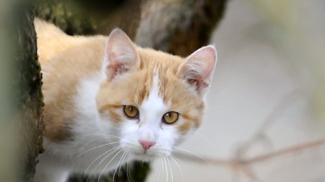 gatto
