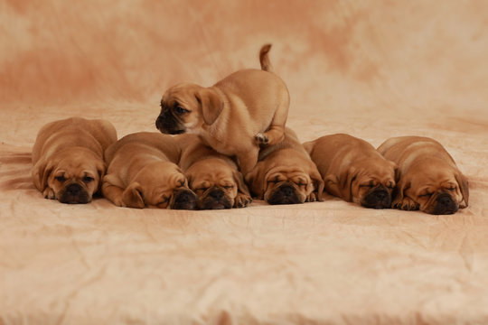 Puggle Welpen Gruppe