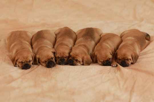 Schlafende Welpen Puggle