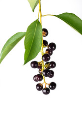 bird cherry
