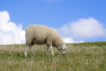 Grazing sheep