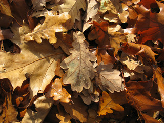 Herbst in vielen Brauntönen
