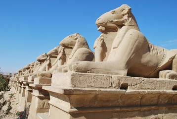 Fototapeta na wymiar Egipski rząd sfinksów