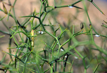 Zarza con gota de lluvia