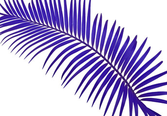 Obraz premium palme violette fond blanc