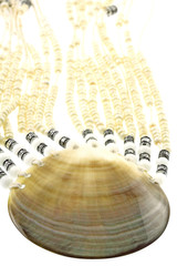collier coquillage fond blanc