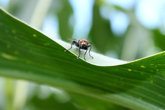 Fliege