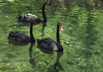Group of black swans