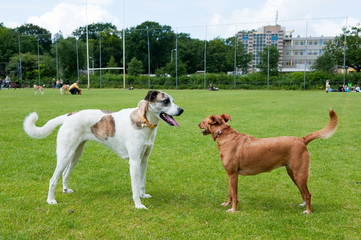 Spanish Podenco