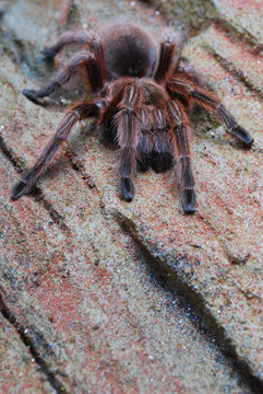 Rote Chile-Vogelspinne (grammostola rosea)