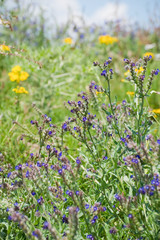 Wild Anchusa