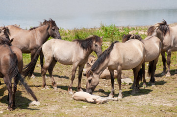 Herd wild horses