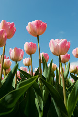 Pink Dutch tulips