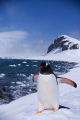 Naklejka premium At the end of Earth, penguin in Antarctica