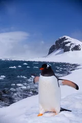 Plexiglas foto achterwand Aan het einde van de aarde, pinguïn op Antarctica © SB