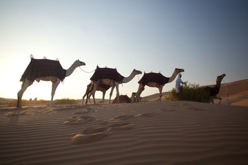 caravan camels evening