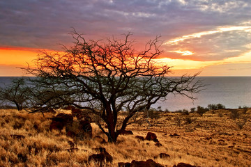 Naklejka premium Tropical sunset on the Big Island. Hawaii. USA.