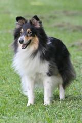 Sheltie-Rüde