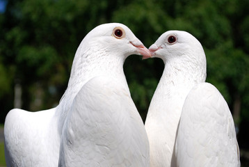 pigeons in love