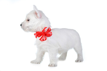 white puppy