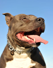 American Staffordshire Terrier 