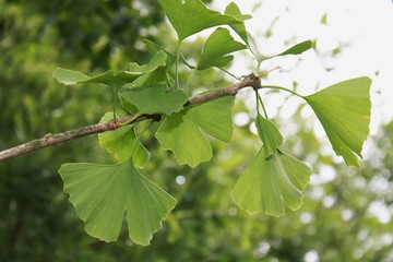 Ginkgo biloba