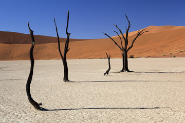 Alberi pietrificati nel deserto