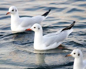 Fototapeta na wymiar Seagull floating in sea.