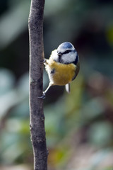 Blue Tit