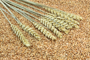 Ears and Kernels of Wheat.