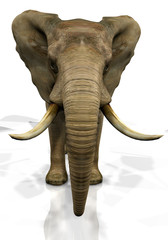 Obraz premium élephant