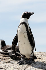 African penguin