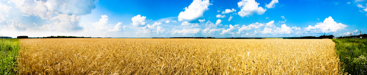 Naklejka premium Yellow wheat and blue sky panorama