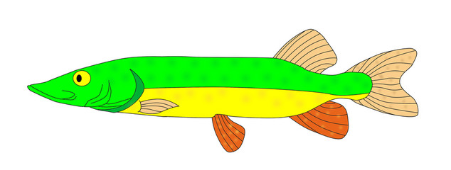 Fototapeta premium colorful fish