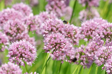 Close up of the flowers of some Chives.