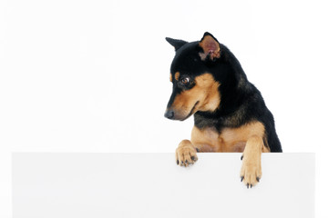 Dog above billboard over white background.