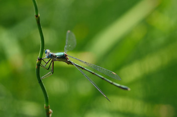 Dragonfly
