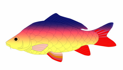 carp