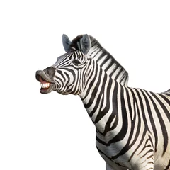 Foto op Plexiglas Zebra Lachende zebra