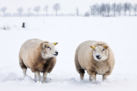 sheep in a white winter landscape