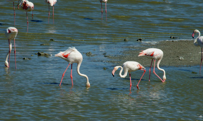 flamant rose