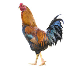 isolated rooster with clipping path