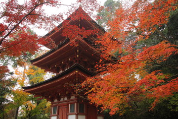 Fototapeta premium 浄瑠璃寺 三重塔と紅葉