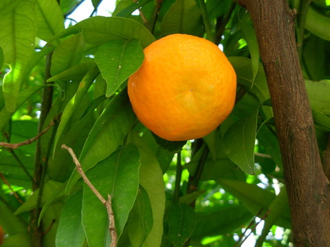 mandarino