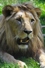 Lion portrait