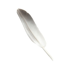 Bird's feather
