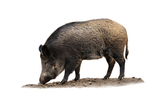 Wildschweine 9