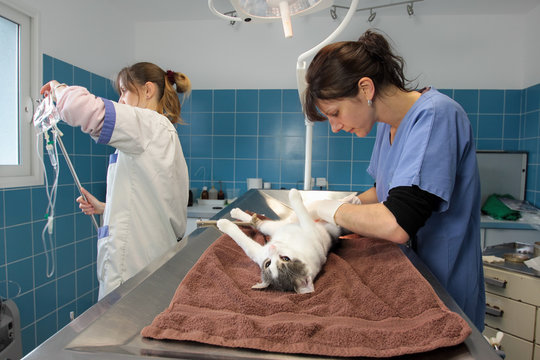 stérilisation d'un chat