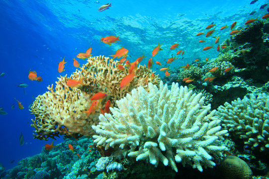 Acropora and fire corals