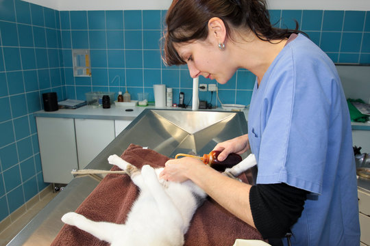 stérilisation d'un chat